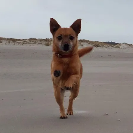 Friesenrose Sued Apartamento Spiekeroog