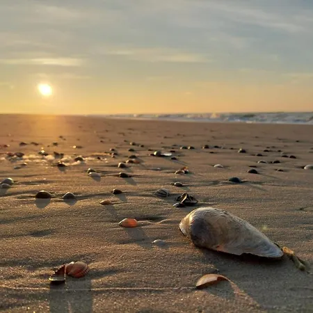 Friesenrose Sued Spiekeroog