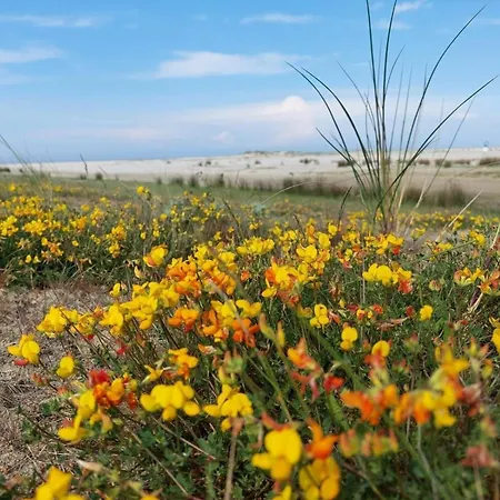 Friesenrose Sued Apartamento Spiekeroog