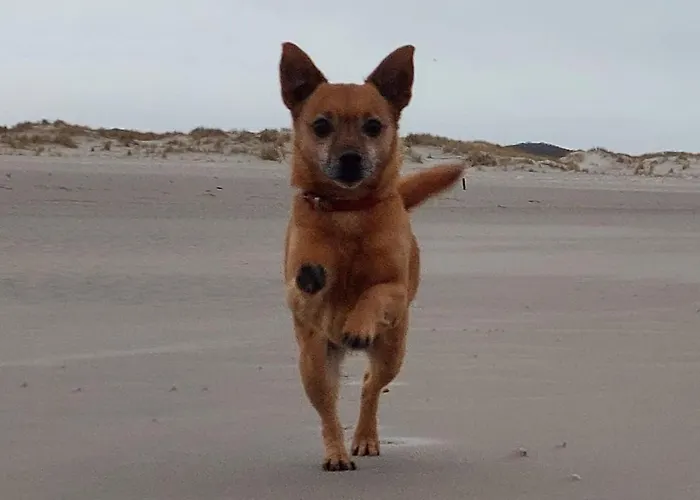 Friesenrose Sued Апартаменты Шпикерог