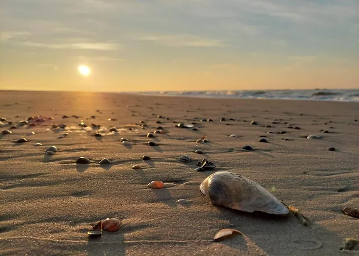 Friesenrose Sued Шпикерог