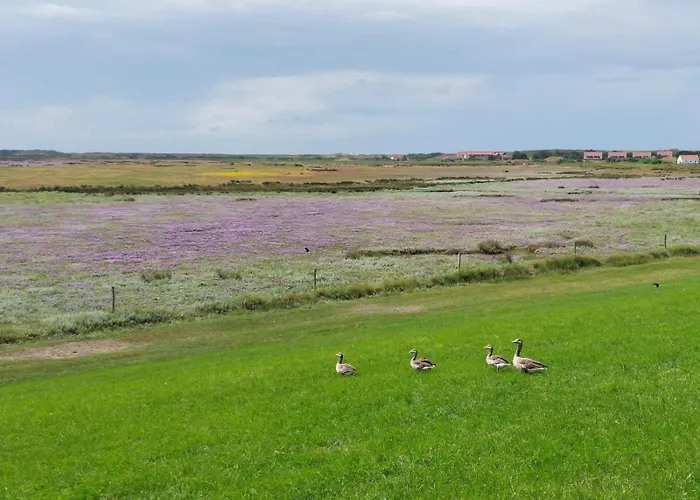 Апартаменты Friesenrose Sued Шпикерог